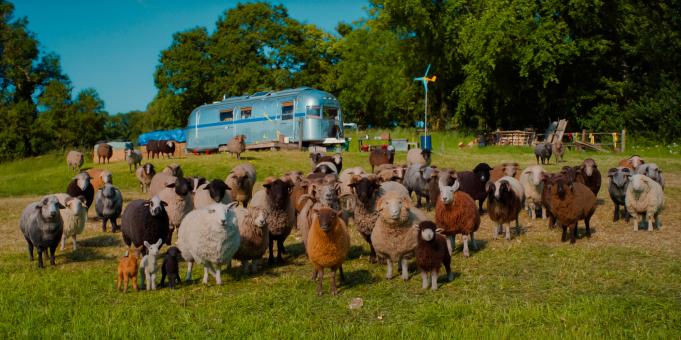 (von links nach rechts) Pickles, Daisy, Oliver, Cloud, Wool-Eyes, Reggie, Ronnie, Sir Ritchfield, Lily, Mopple, Zora, und das ohnmächtige Schaf in GLENNKILL: EIN SCHAFSKRIMI von Amazon MGM Studios. Bildnachweis: Mit freundlicher Genehmigung von Amazon MGM Studios  © 2026 Amazon Content Services LLC. Alle Rechte vorbehalten.